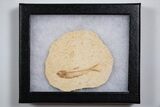 Knightia Fossil Fish From Wyoming with Display Case - 2 to 2 1/2" - Photo 2